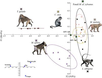 Multiproxy approach to reconstruct fossil primate feeding behavior: Case study for macaque from the Plio-Pleistocene site Guefaït-4.2 (eastern Morocco)